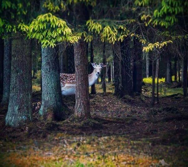 Baltics - Routes2Europe